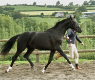 Woodlander Santana