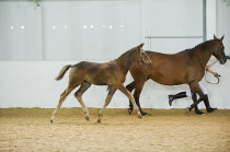 Carsten of Westoak ( Greenlees Photography)