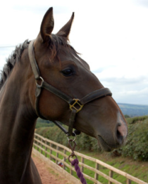 Mabel of Westoak photography by Amaphotography.