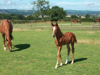 Deacon Blue of Westoak