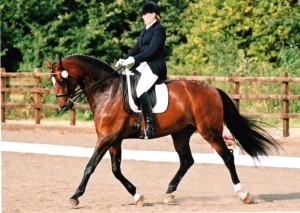 Half Moon Demoselle